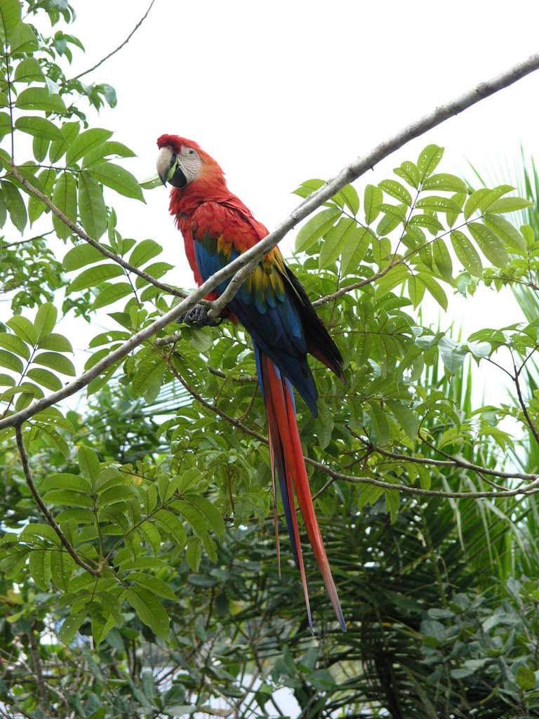 Ecopark Amazon by Kees Versijde