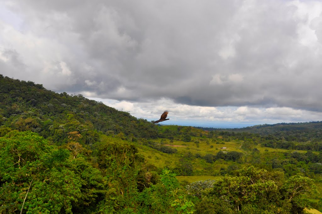 View from the Hanging bridges of El Arenal Park - Vista desde del Puentes colgantes del Parque El Arenal by pauwels ferdi