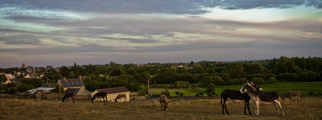 Afternoon with donkeys by World@Feet