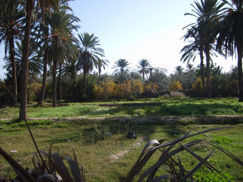 Oasis de Zrig - Gabès -Tunisie by Chami Khalil