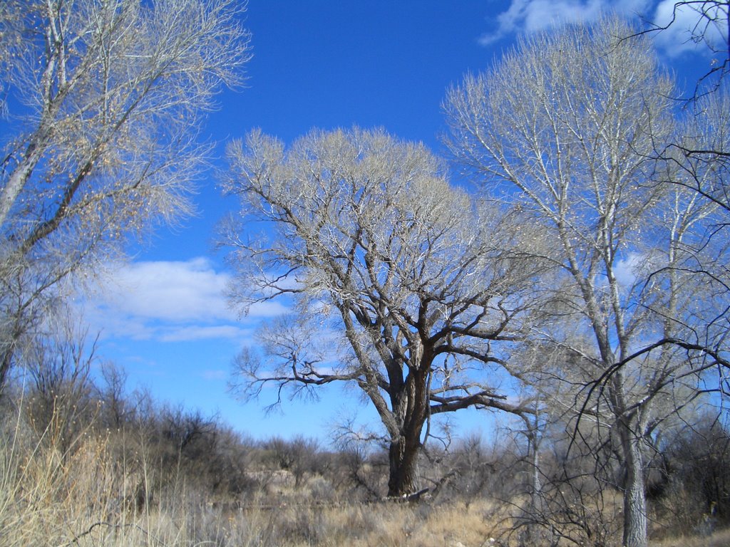 Mammoth Grove Cotton Wood by NYCacher