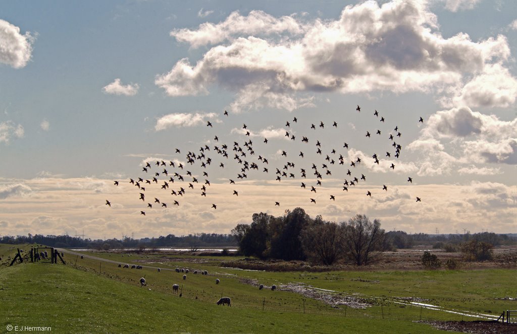 Am Elbdeich bei Hohenhorst / Haselau by Juliane Herrmann