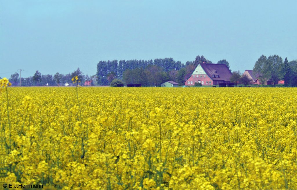 Rapsfeld in Klevendeich by Juliane Herrmann