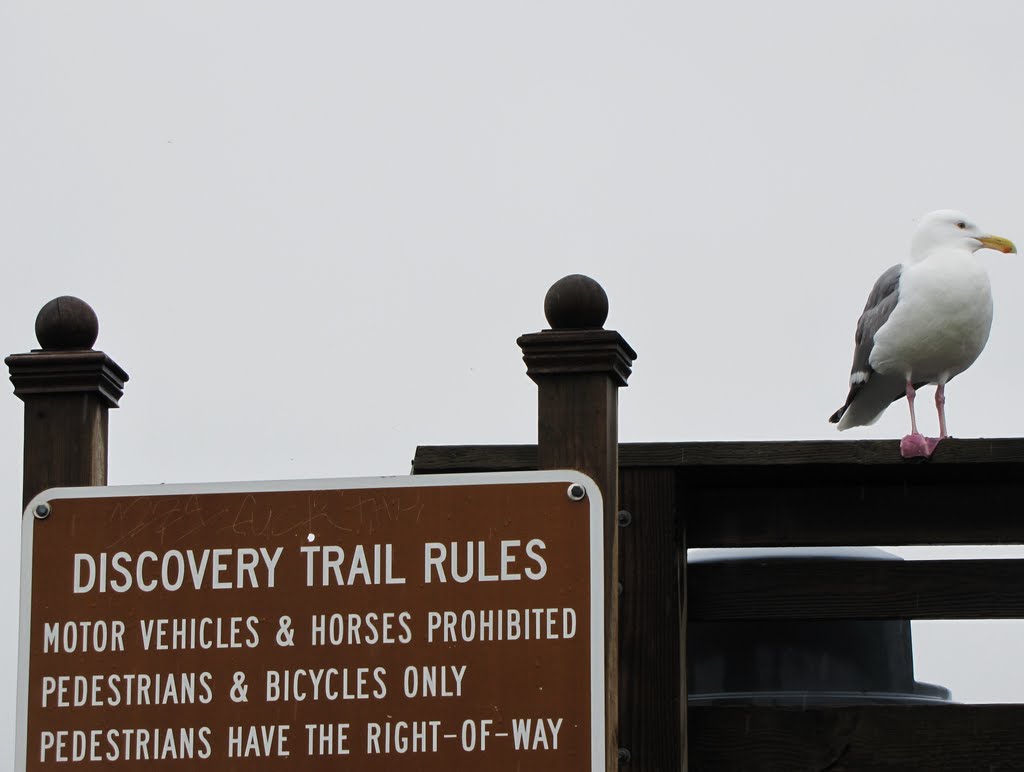 Rules & the gull-guardian - Long Beach, WA, USA. by André Bonacin