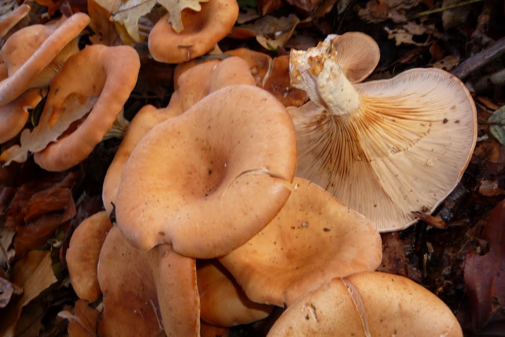 A group of Lepista flaccida (roodbruine schijnridderzwam) in the wood at Velp by Henq