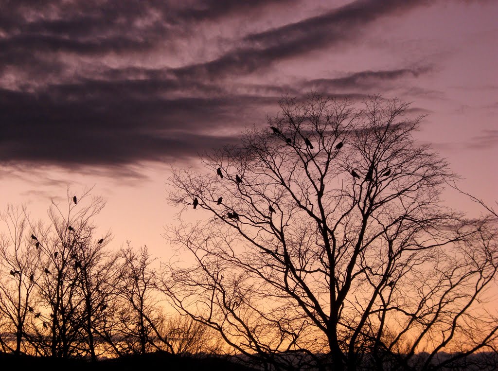 Lots of crows in Fjellveien in november by Mona Lygre