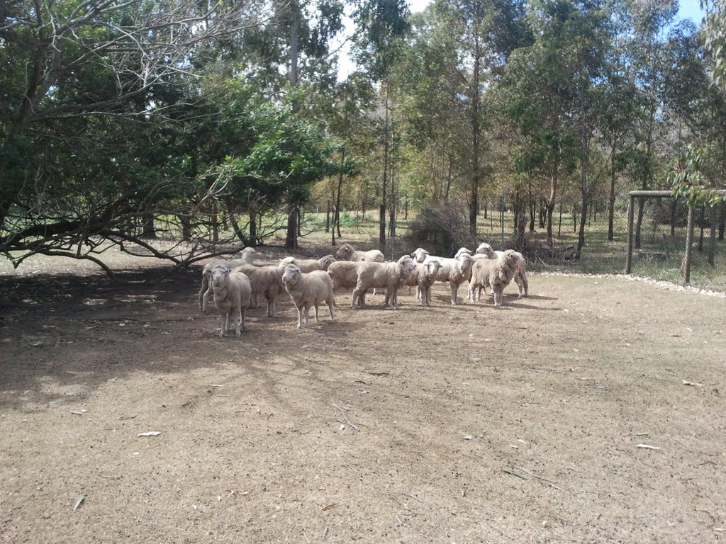 Sheep_Lone Pine by mamingkai