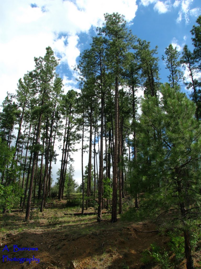 Bradshaw Ponderosa Forest by A. Burrows