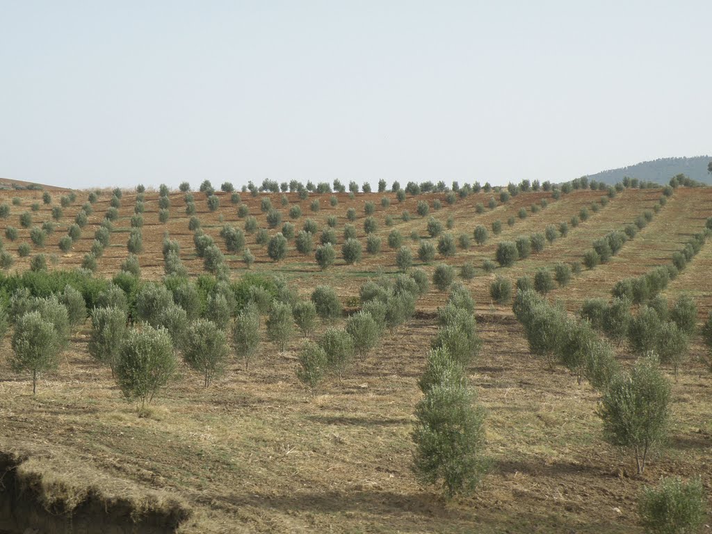 Olive groves near the Volubilis / Olivové háje v blízkosti Volubilis by DM brothers