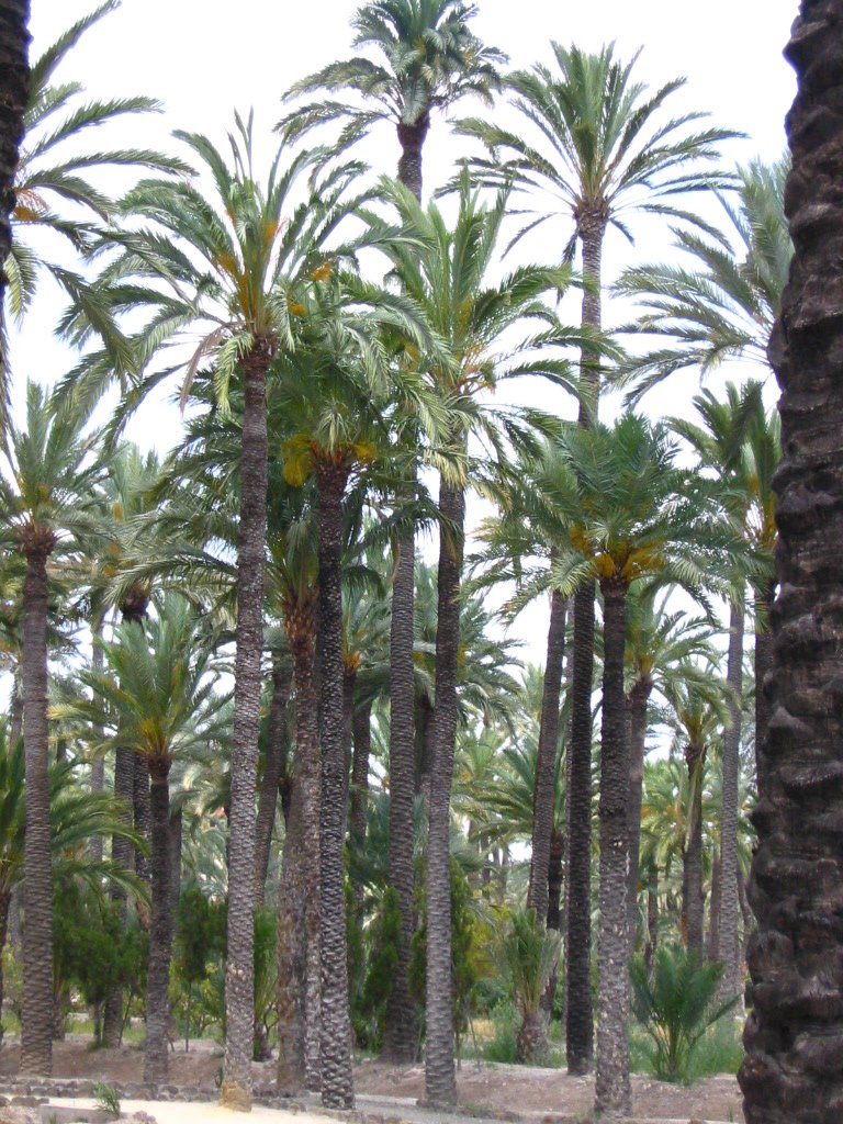 More than 300.000 palmtrees in Elche,Spain. by Feitse Boerwinkel