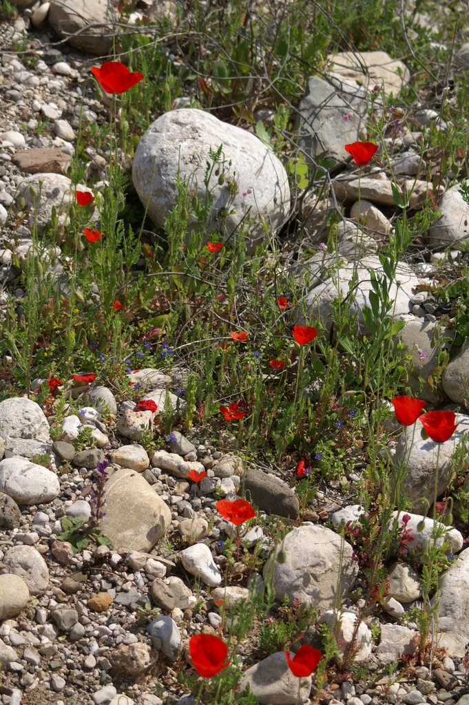 Mohn im Flussschotter by Jörg Petersen