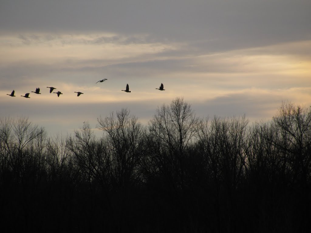 Canada geese descending toward South Endicott Marsh by Ronald Losure