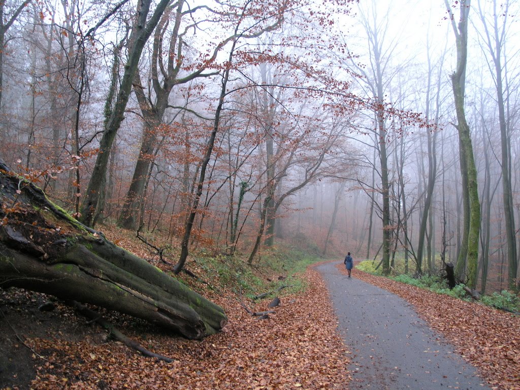 Aachener Wald rainy by Karsten von Berg