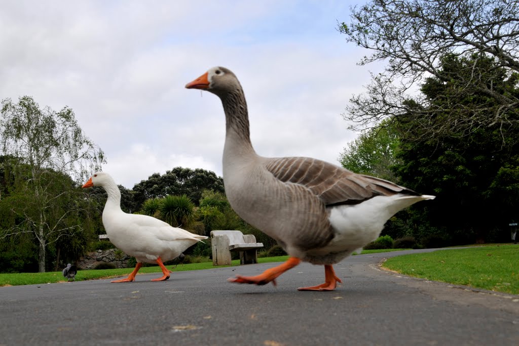 Auckland ,Western Springs by Sincere Photo