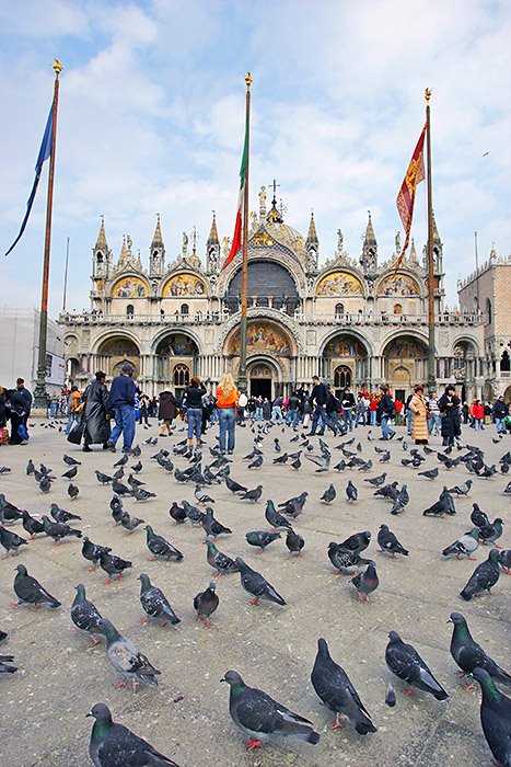 Doves on Marcus square. Venice, Italy by www.fiskum.org