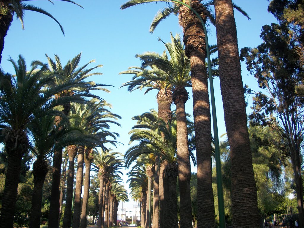 Jardin ISESCO by Mhamed Zarkouane