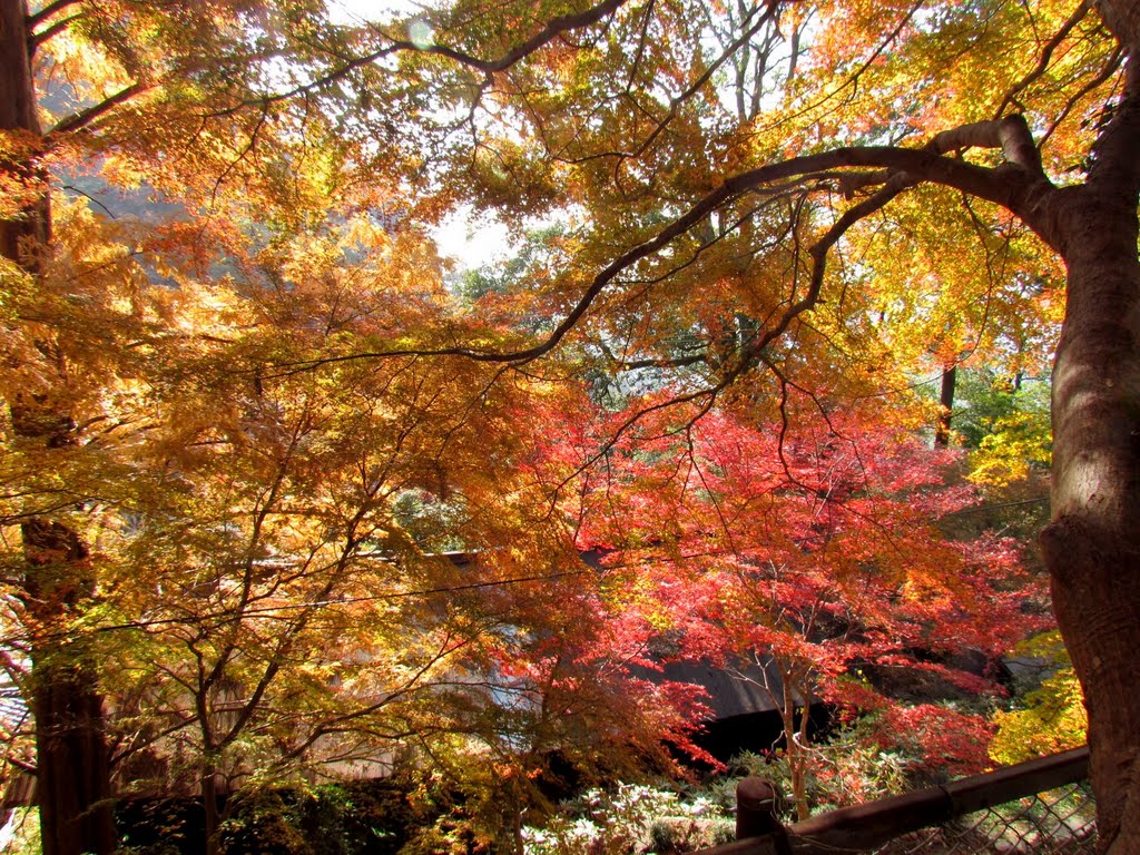 鳳来寺山　紅葉　2011 by oota