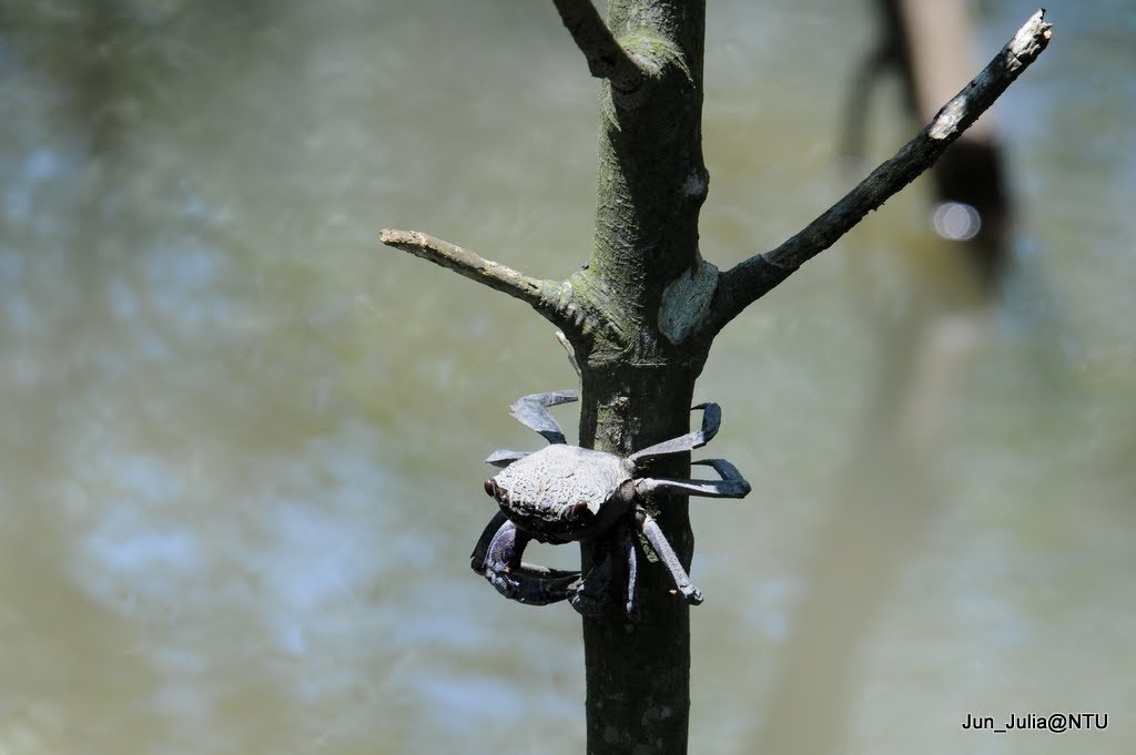 Tree-climbing crab (https://picasaweb.google.com/Jun.Luo.2k?showall=true#100 by jun.luo.2k