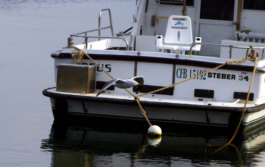 A Bird and a Boat by Roger Powell