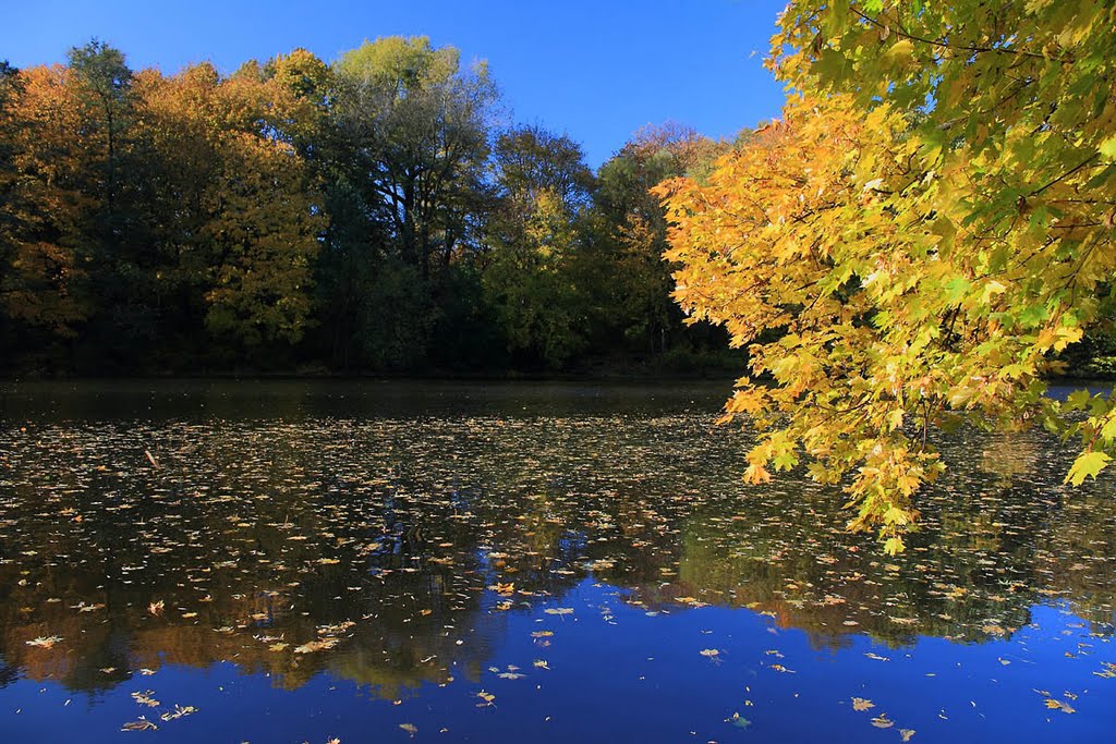 Yellow maples over the water - Желтый клен над водой by VICTOR 60