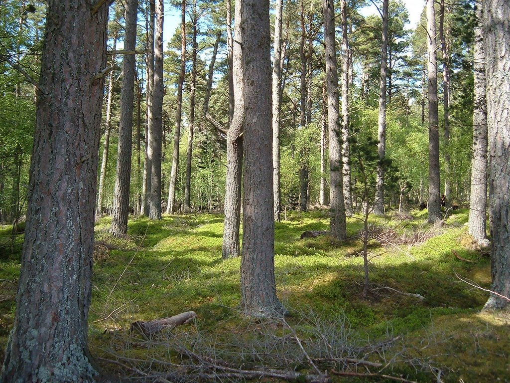 Trees by Lochindorb by kathcurt