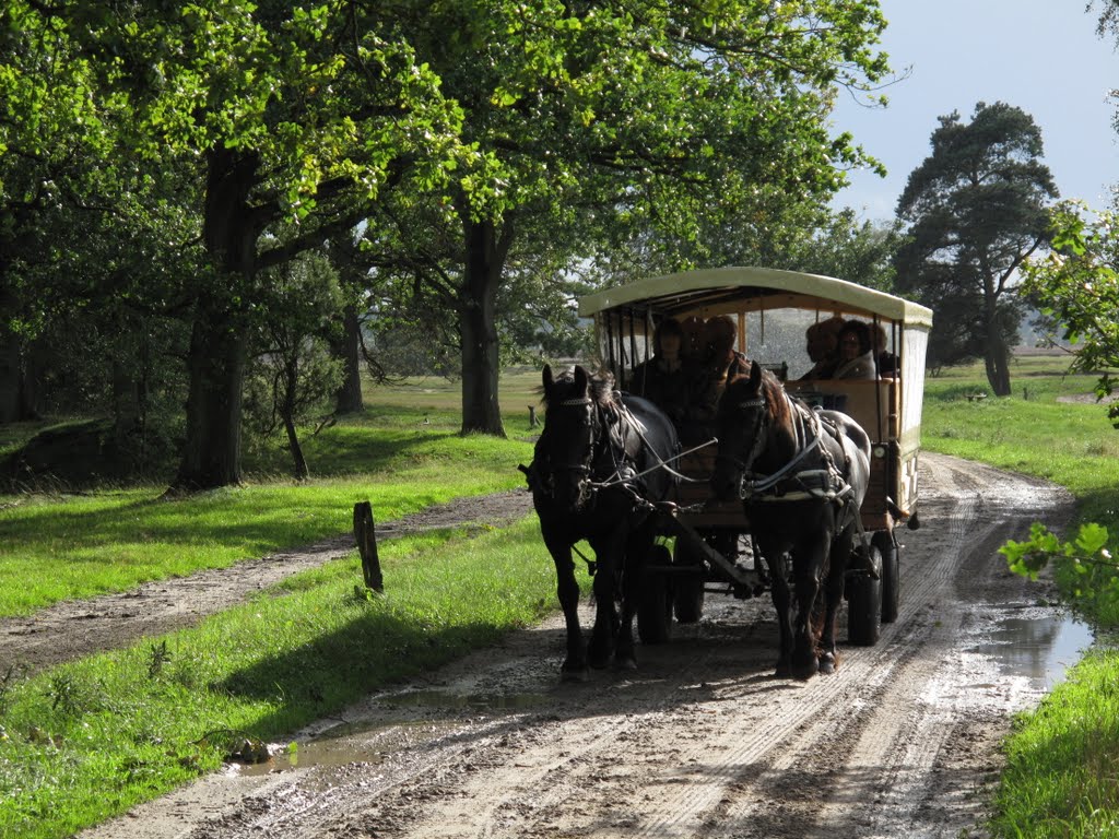 Kutschfahrt in der Lüneburger Heide by svenml