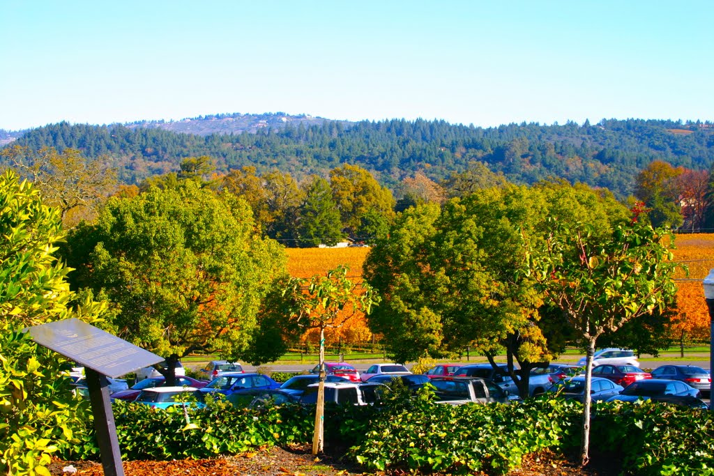 The view from the Culinary institute of America, St. Helena, Napa Valley, CA by MICHAEL  JIROCH  &  www.michaeljiroch.com