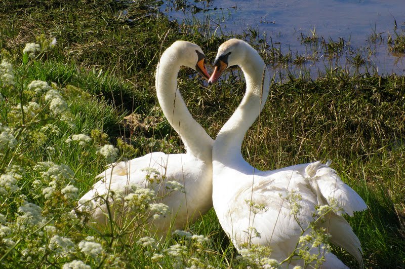 Love Swans by Mike Kanssen