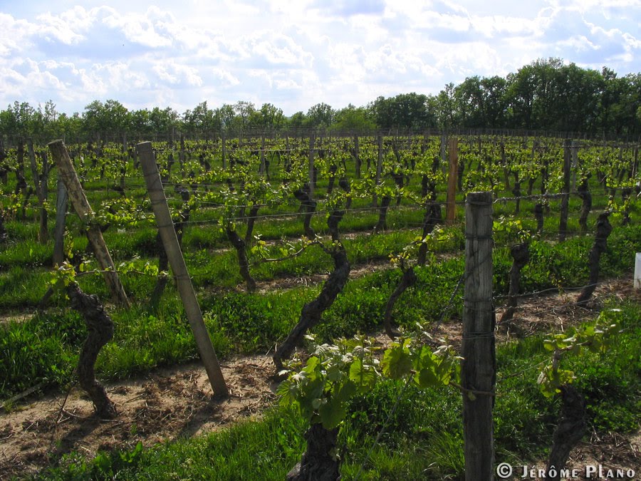 Vignobles de Parnac - jeromeplano.ca by Jerome Plano