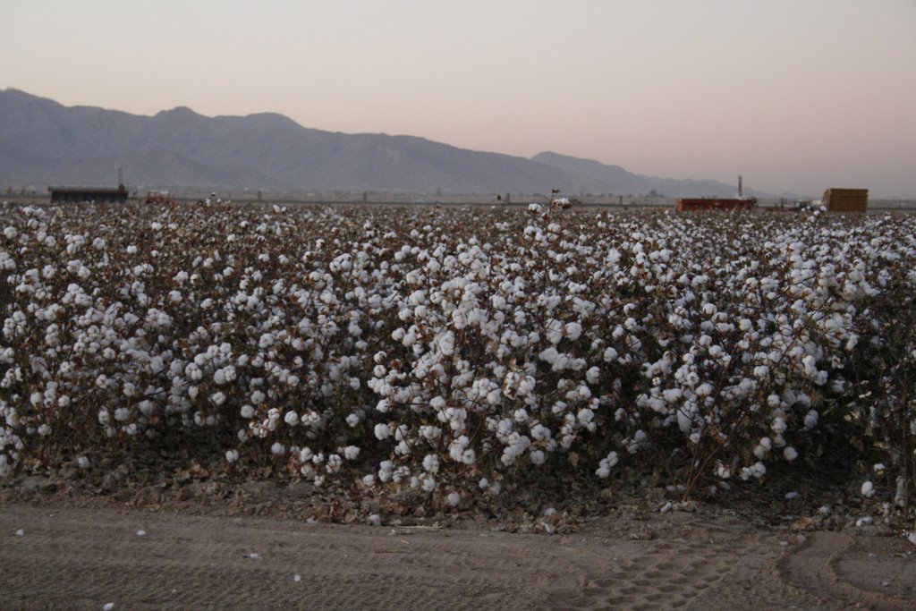 Cotton Fields in Buckeye by April Marquez