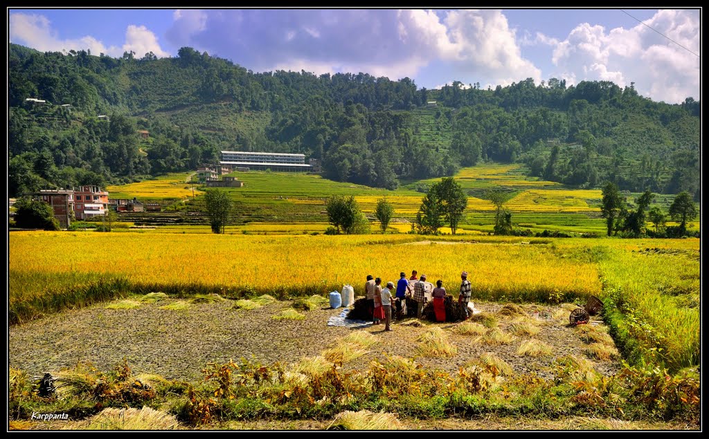 La cosecha - Panauti - Nepal by Karppanta