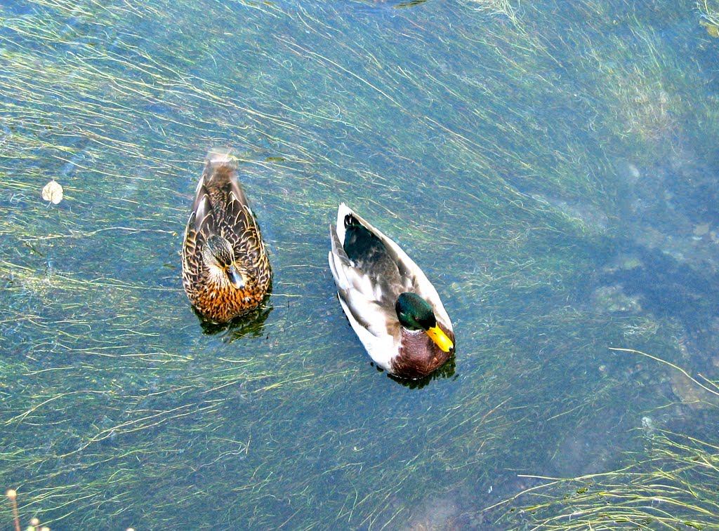 A Couple of wild French duck by tonyloo