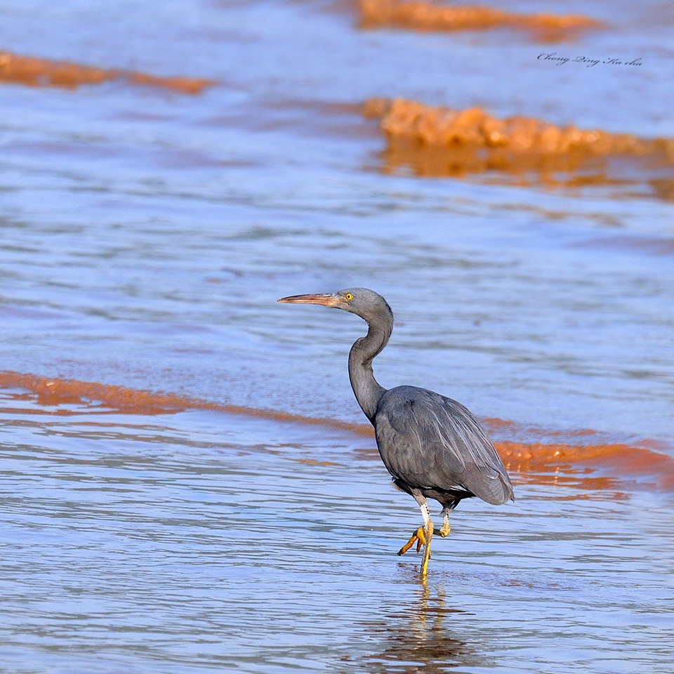 岩鹭 Egretta　sacra by cqkc