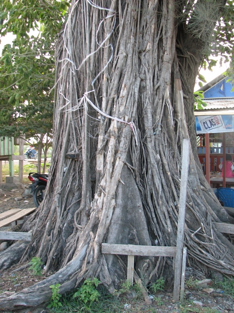 巨大津波に耐えた木麻黄 Cemara Laut yg tahan Tsunami, Only one tree survived from Tsunami 26 Dec.2004(Photo:Aug.2005) by Grahabudayaindonesia