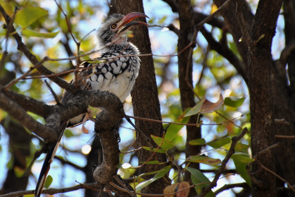 Red-Billed ground hornbill - Botswana by diego_cue