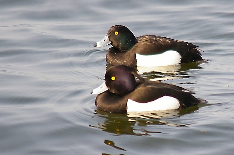 Ducks by Mike Kanssen