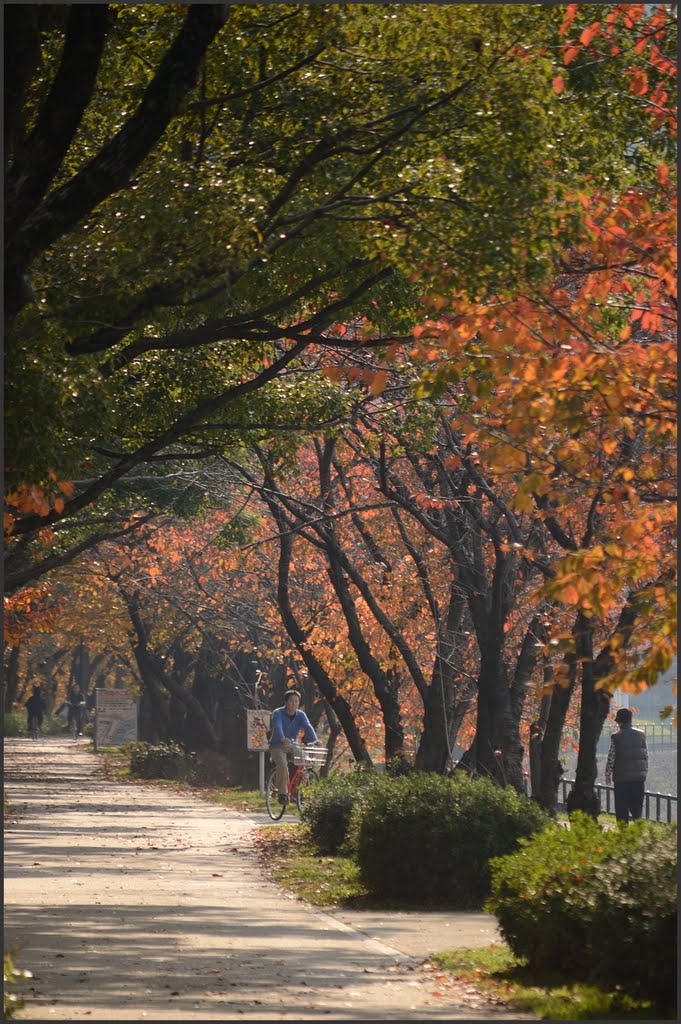 Cherry trees @Hakushima -　白島の桜並木 by Ask74