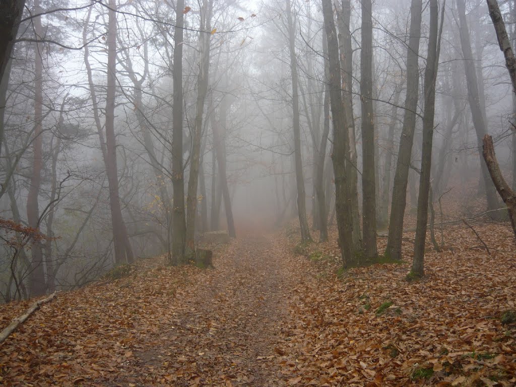 Wanderweg auf die Kalmit by Harmar