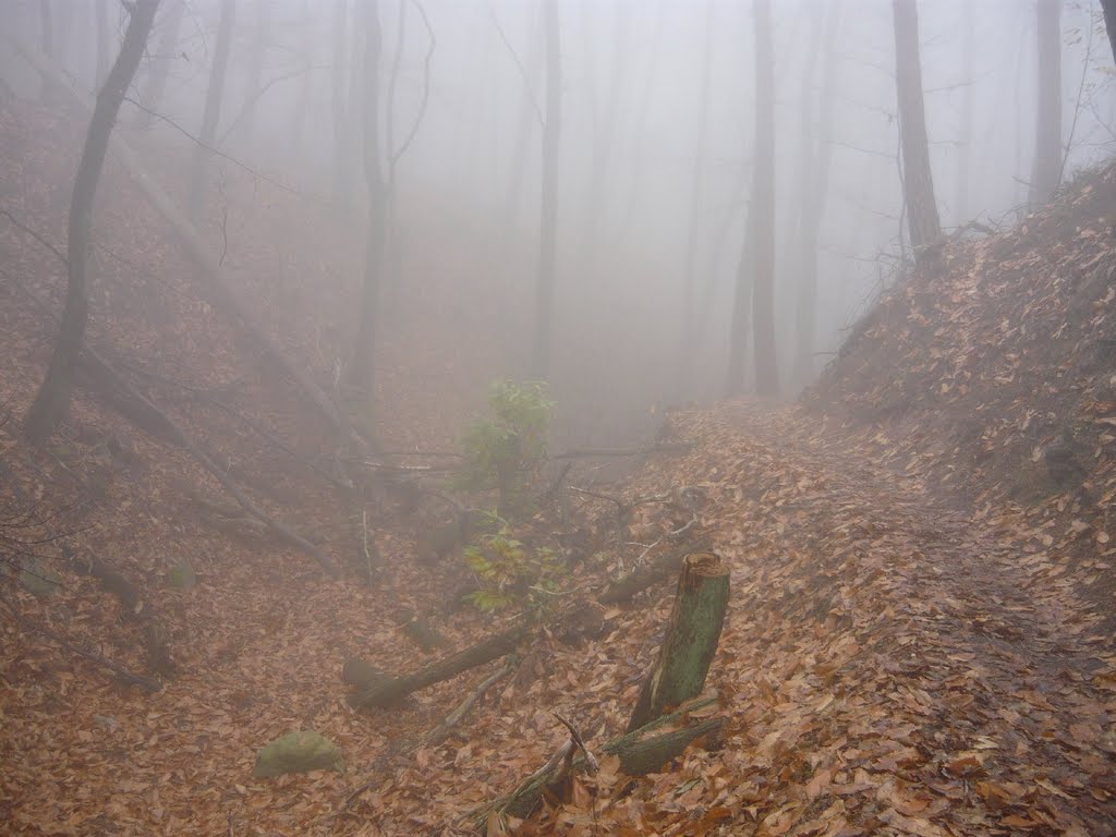 Wanderweg auf die Kalmit by Harmar