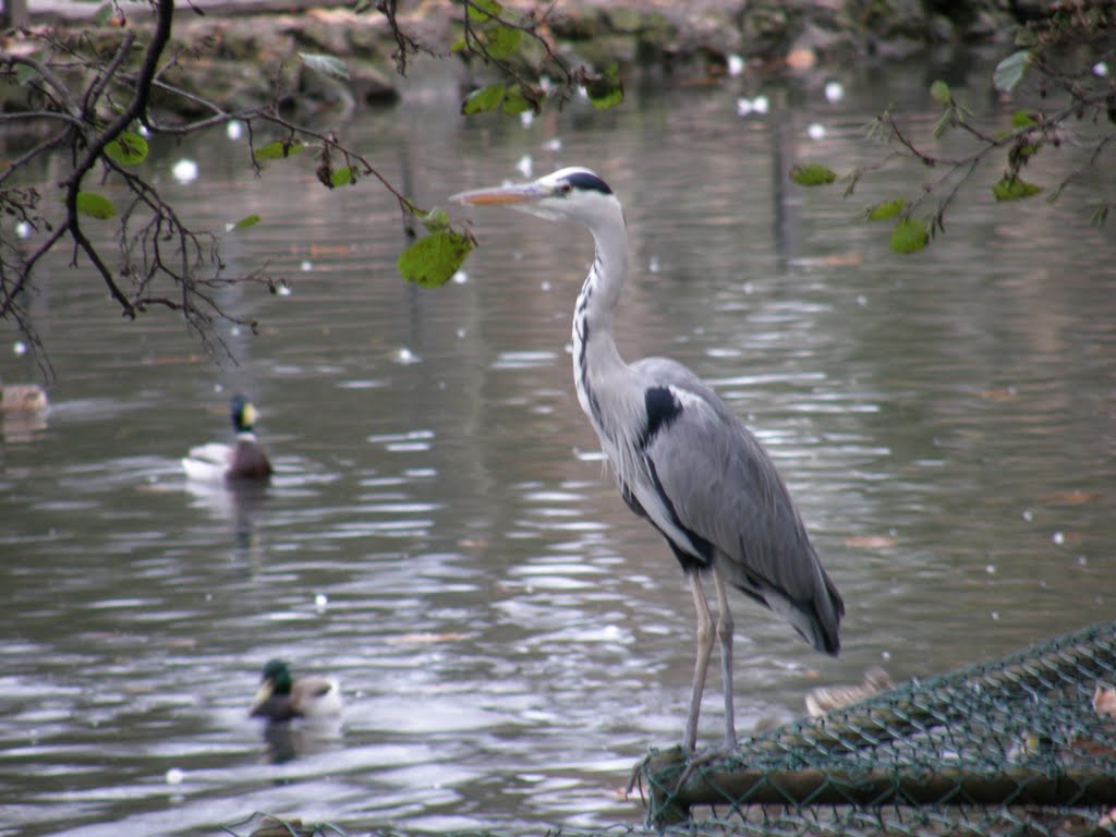 Garza en el Parque Ferrera. AVILES. by Fernando Fernandez J…