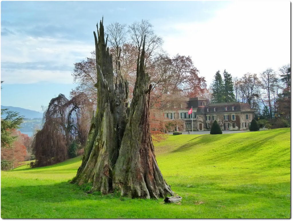 Arbre foudroyé - Domaine de Penthes by Magda GHALI