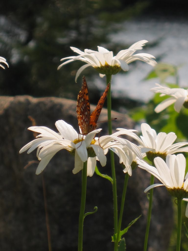 Muskoka Lakes, ON, Canada by emsie