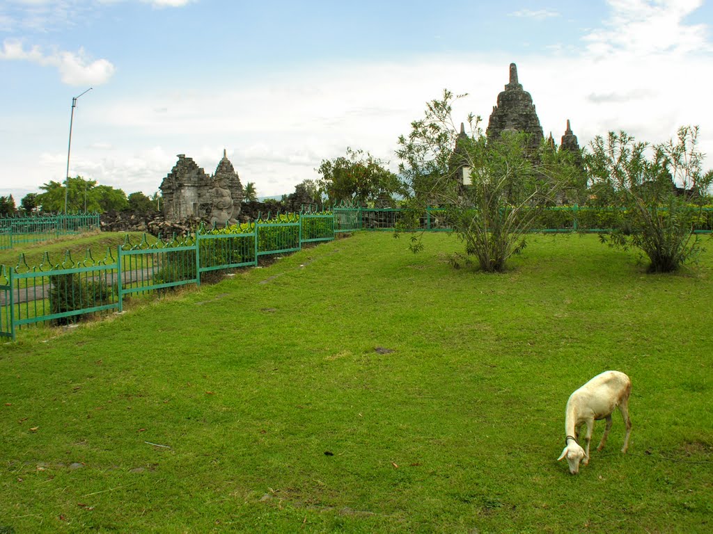 Goat near Buddhist temple Sewu by IPAAT