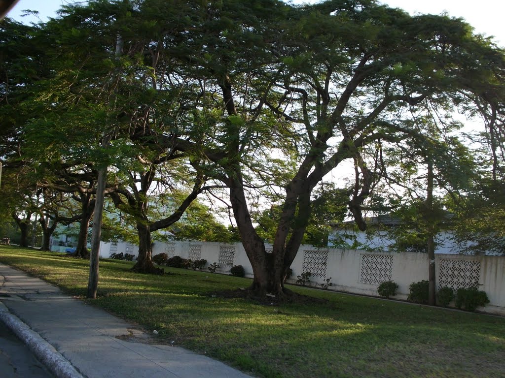 -- Paseo de la 5ª Avenida, La Habana -- by Fernando Alonso