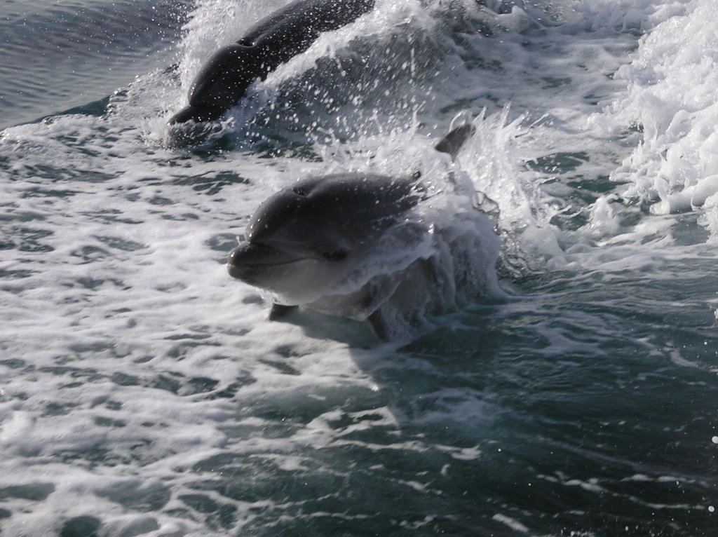 Bottlenose dolphins in Tasman Bay by MatthiasH