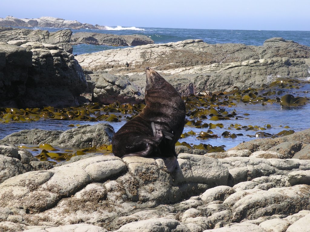 Seal near Kaikoura by MatthiasH