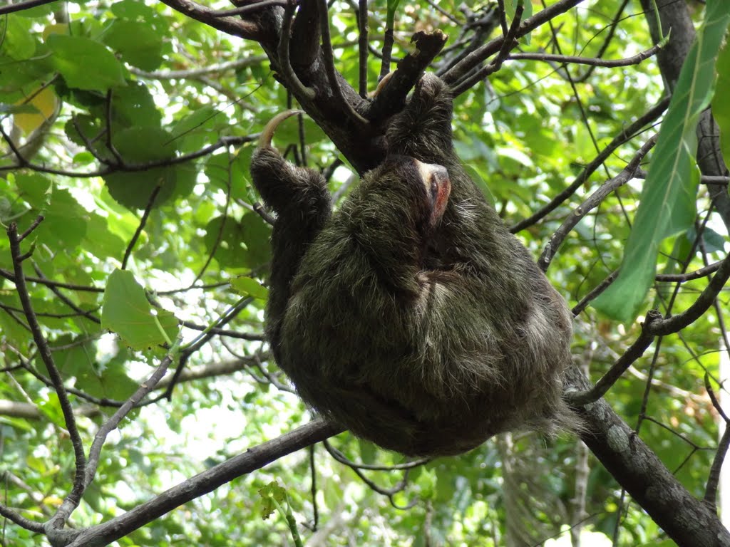 Paresseux à Cahuita, Costa Rica by Olivier Biffaud