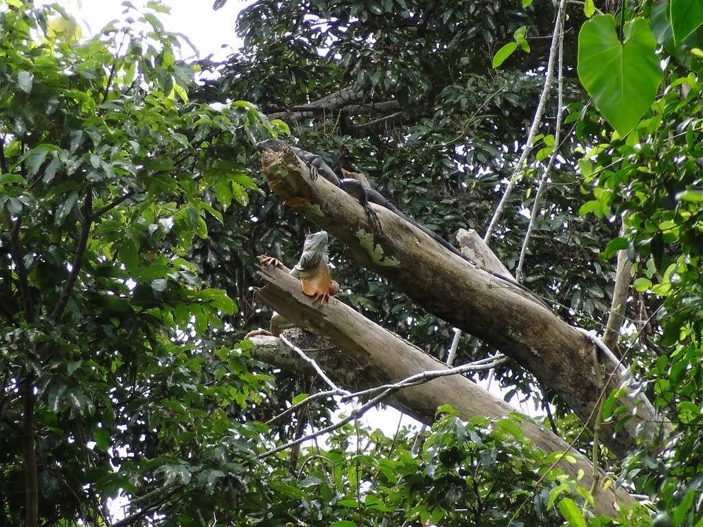 Iguanas in Cahuita National Park, Costa Rica by Olivier Biffaud