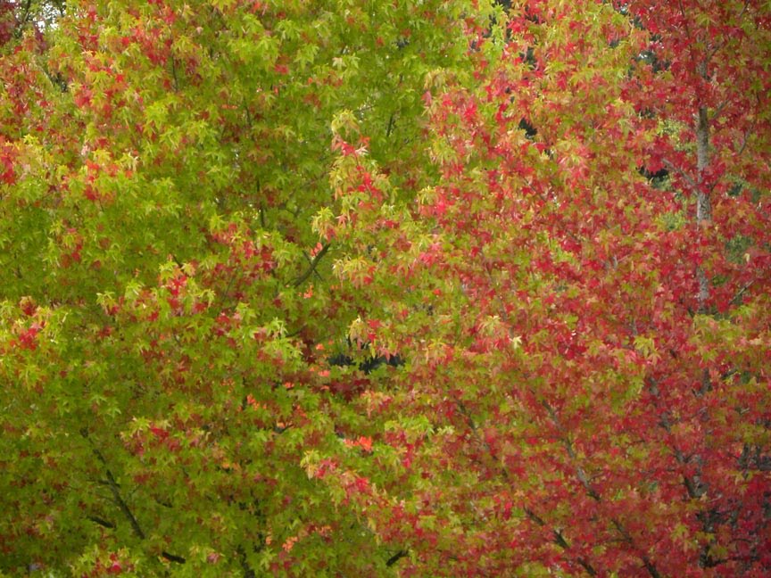 Green and Red by Beautiful Adventure …