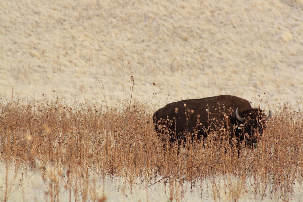 Big Bull Buffalo by Trevor H.